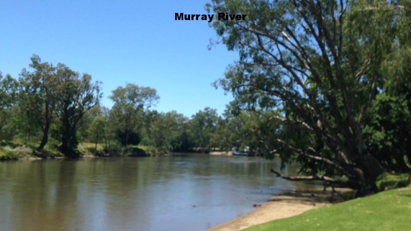 a tree next to a body of water