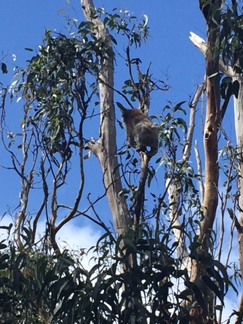 a bird perched on a tree branch