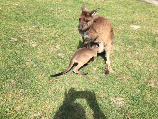 a kangaroo standing on grass