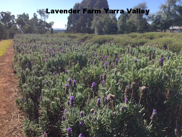 a group of purple flowers in a field