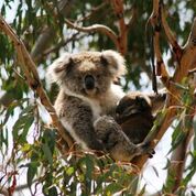 a koala in a forest