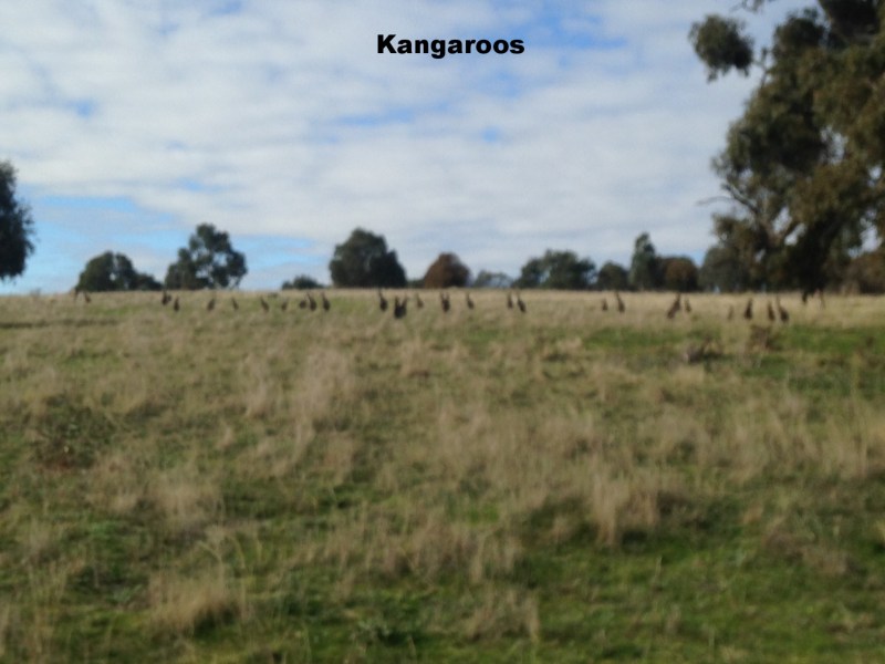 a herd of zebra standing on top of a grass covered field