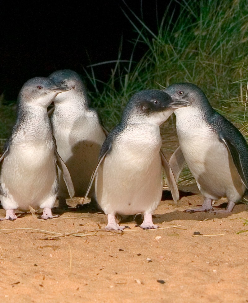 a close up of a bird