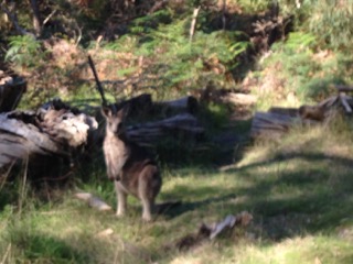 a herd of animals standing on top of a grass covered field