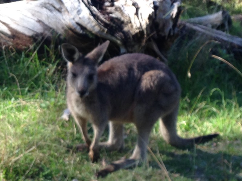 a kangaroo standing on a lush green field